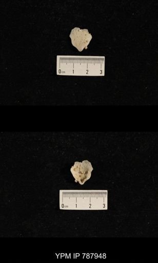 Brachiopoda