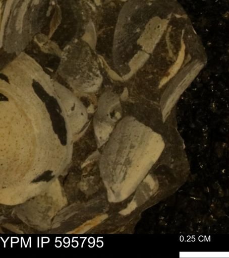 Protocardia sp.