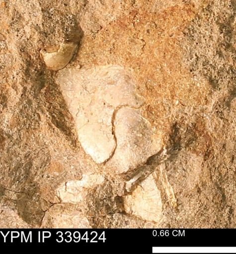 undet. Mollusca