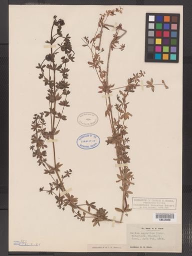 Galium asprellum