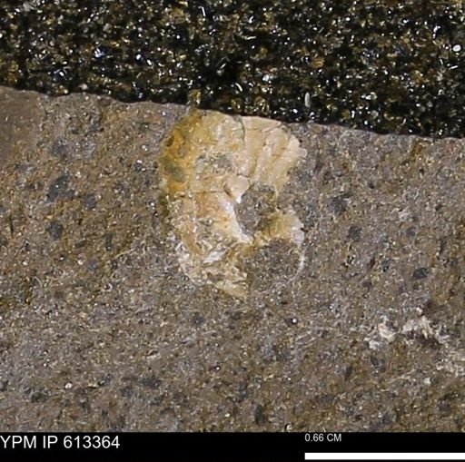 Scaphites sp.