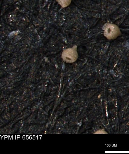 Clathrocyclas (Clathrocyclas) irrasa