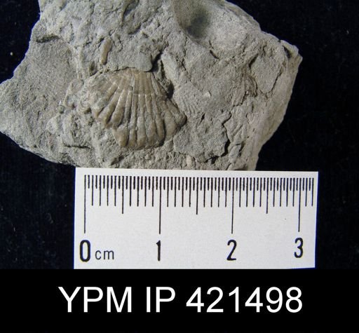 Rhynchopora sp.