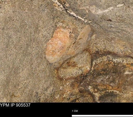 undet. Mollusca