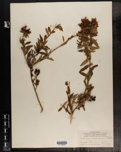 Plantae