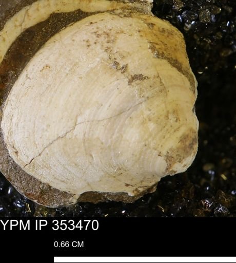 Limopsis striatopunctatus