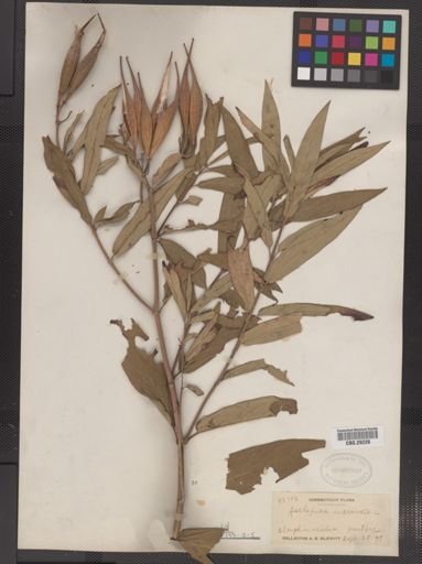 Asclepias incarnata