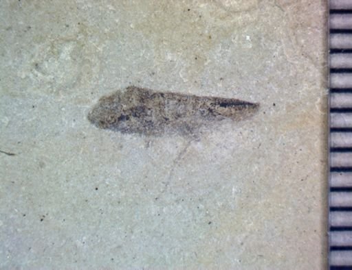 undet. Hemiptera