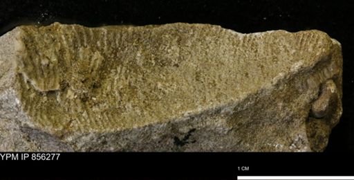 undet. Scaphitidae