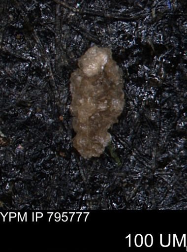 Verneuilina canadensis