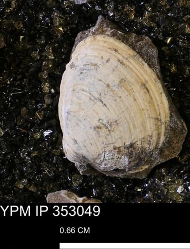 Limopsis striatopunctatus