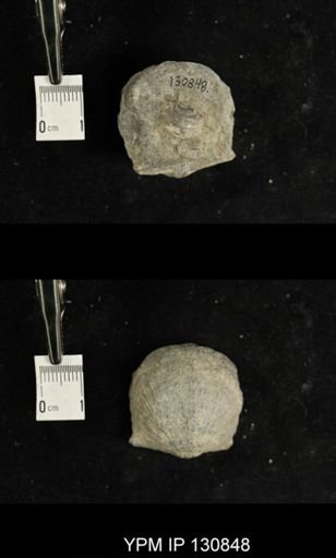 Stropheodonta sp.