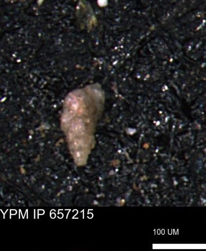 Verneuilinoides kansasensis
