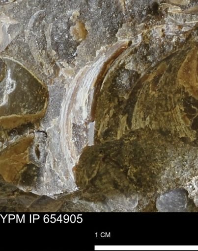 Bivalvia