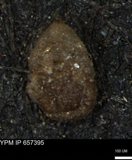 Ammobaculites euides