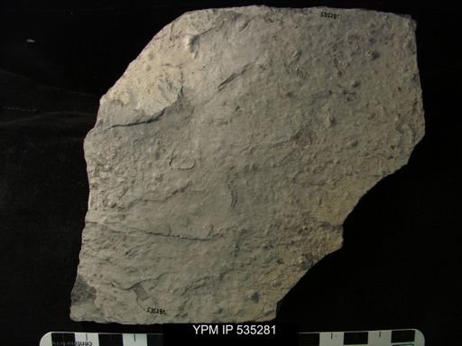 undet. Ostracoda