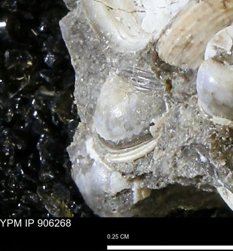 Corbulamella gregaria