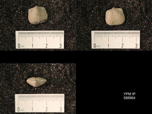 Dalmanella sp.
