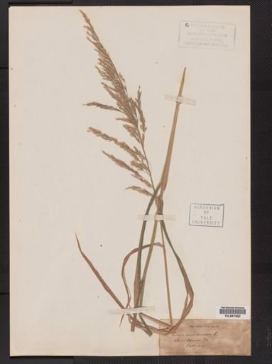 Cinna arundinacea