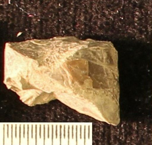Baculites