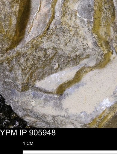 undet. Bivalvia