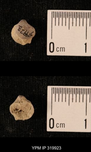 Ambocoelia planoconvexa
