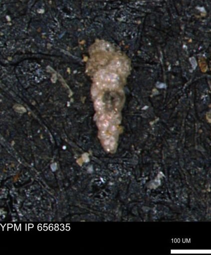 Verneuilinoides kansasensis