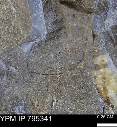 undet. Bivalvia