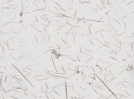Radiella sol