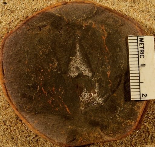 Lepidostrobus ovatifolius