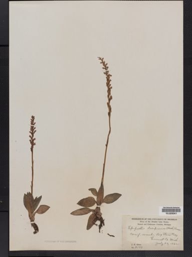 Goodyera oblongifolia