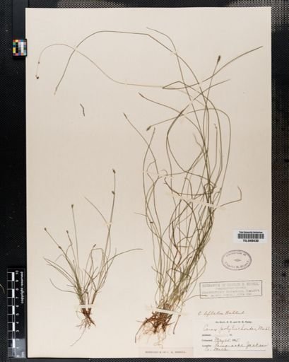 Carex leptalea