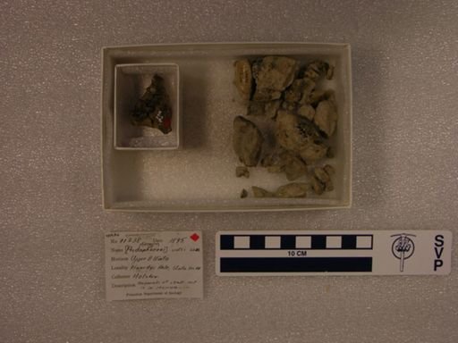 Prodaphaenus scotti