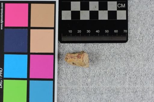 Rodentia
