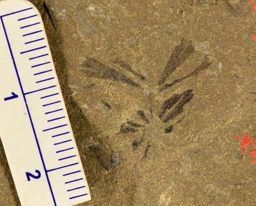 Sphenophyllum sp.