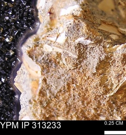 undet. Bivalvia