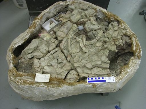 Tenontosaurus tilletti