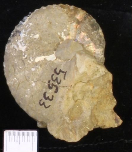 undet. Scaphitidae