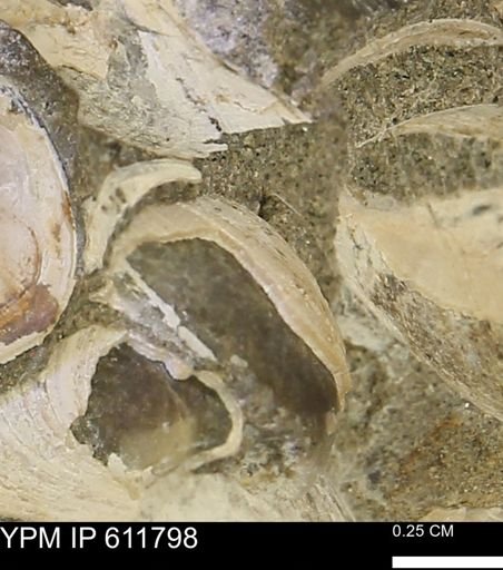 Protocardia sp.