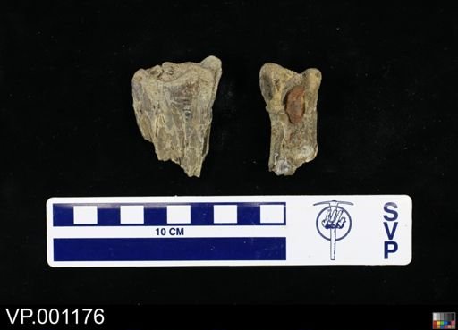 Pterodactylus velox