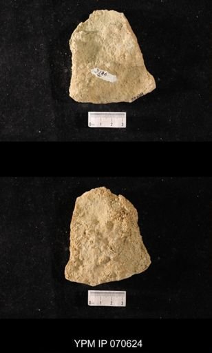 Favosites louisvillensis