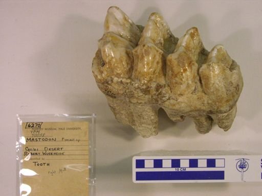 Mammut sp.