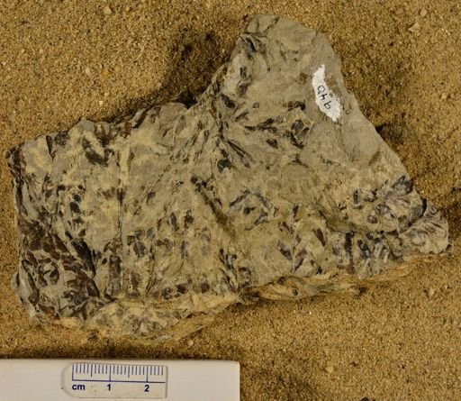 Triphyllopteris rarinervis