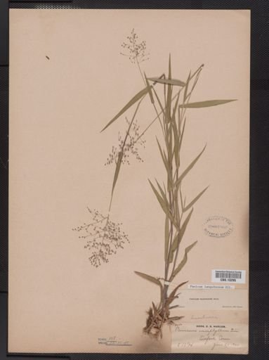 Panicum lanuginosum