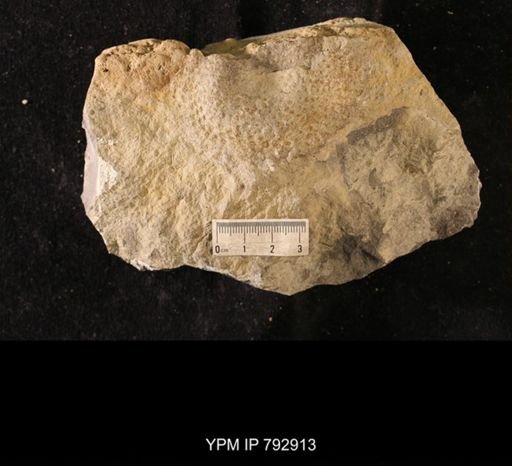 Receptaculites infundibuliformis