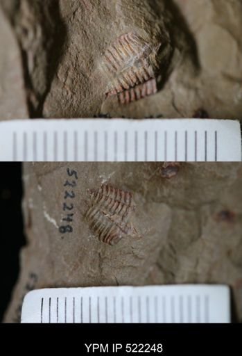 undet. Trilobita