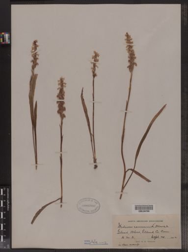 Spiranthes cernua