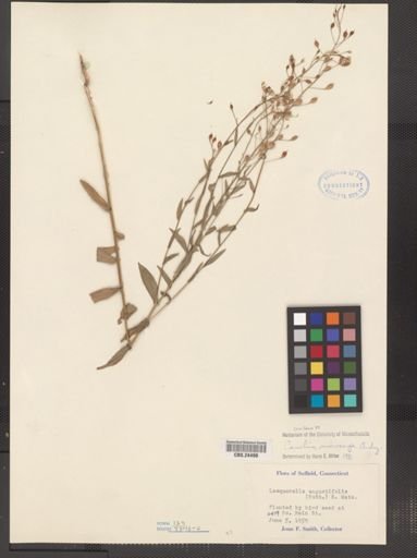 Camelina microcarpa