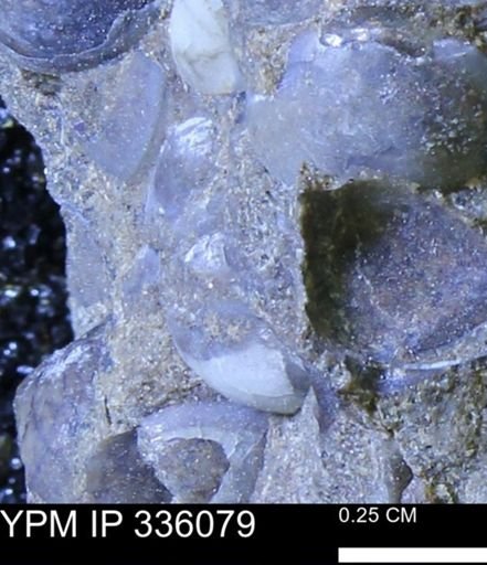 Protocardia subquadrata