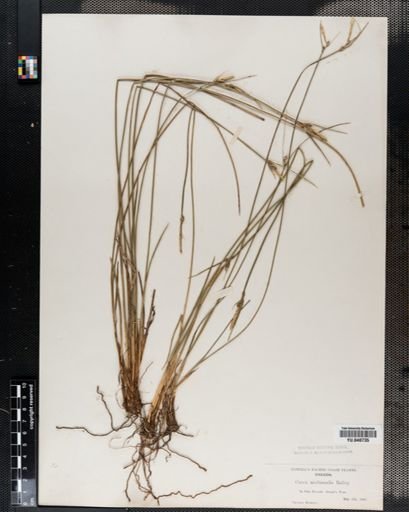Carex